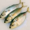 Sea Fish