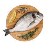 Freshwater Fish